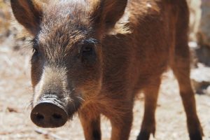 Schwein Seelenreise Korsika Natur-Retreat