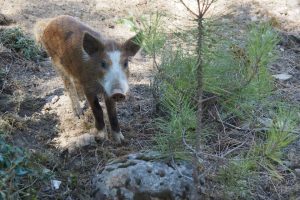 Schwein Seelenreise Korsika Natur-Retreat