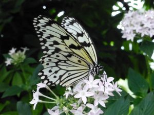 Beispielsbild Schmetterling für Weiterentwicklung durch Einzelbegleitung
