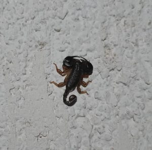 Botschaft Skorpion - Vom Leben und Sterben
